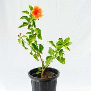 Hibiscus