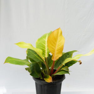 Philodendron