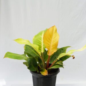 Philodendron