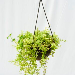 Selected Plants