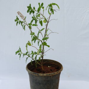 Tulsi (Holy Basil)