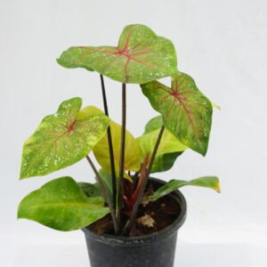 Coleus