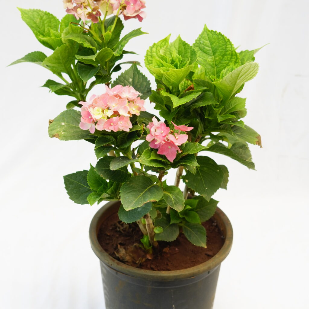 Hydrangea Macrophylla