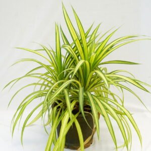 Pandanus