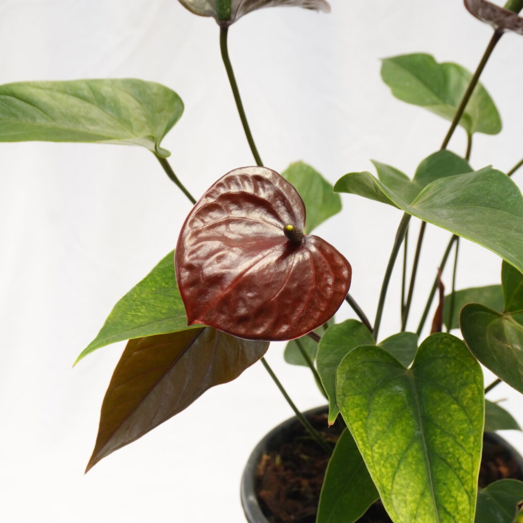 Anthurium (Laceleaf)