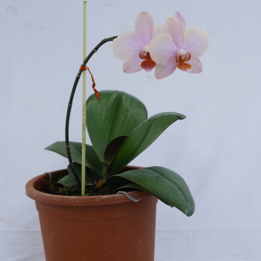 Phalaenopsis Orchid
