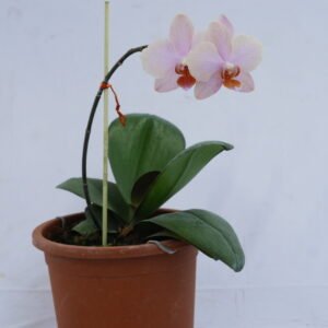 Phalaenopsis Orchid