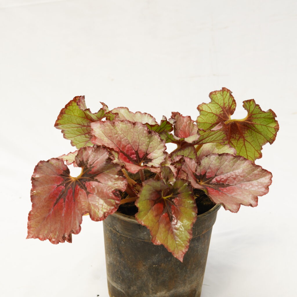 Begonia Rex