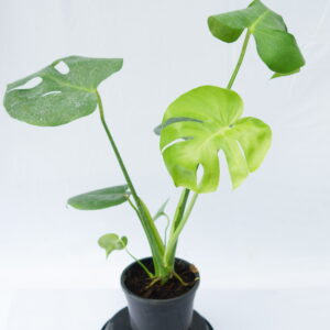 Monstera