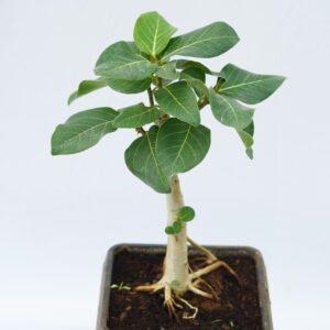 Banyan Tree (Vat)