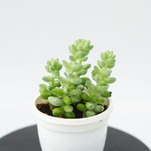 Succulents