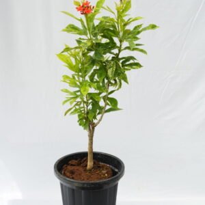 Jatropha