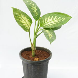Dieffenbachia