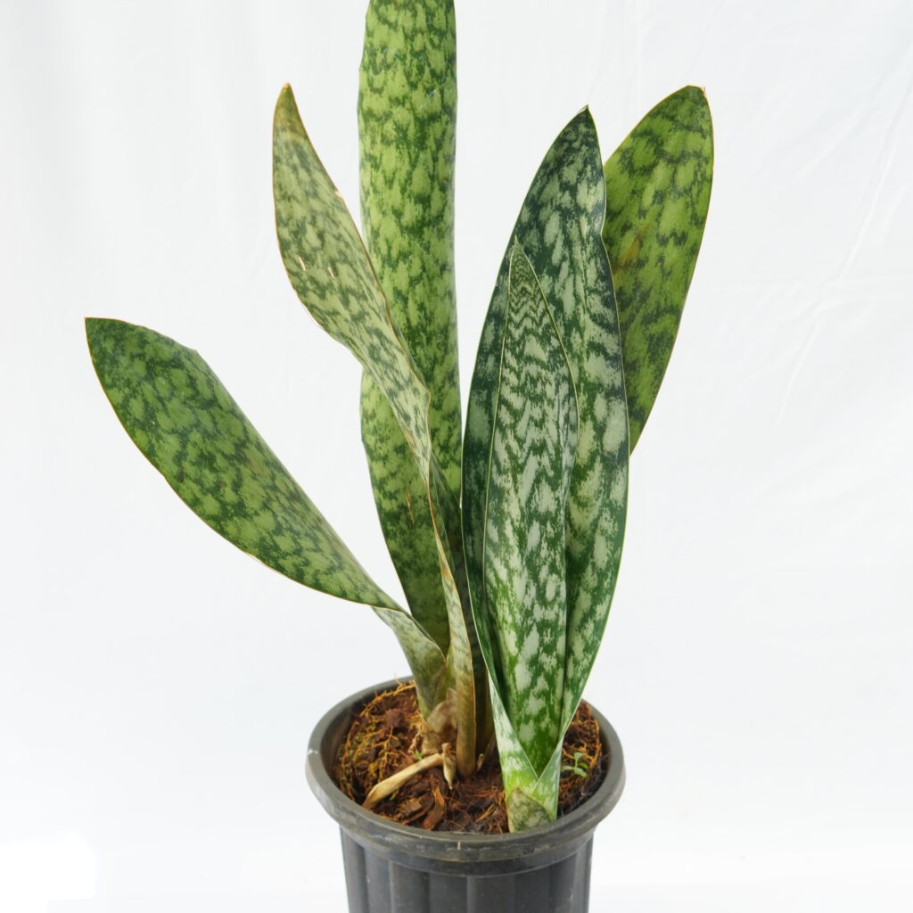 Snake Plant (Sansevieria)