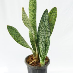 Snake Plant (Sansevieria)