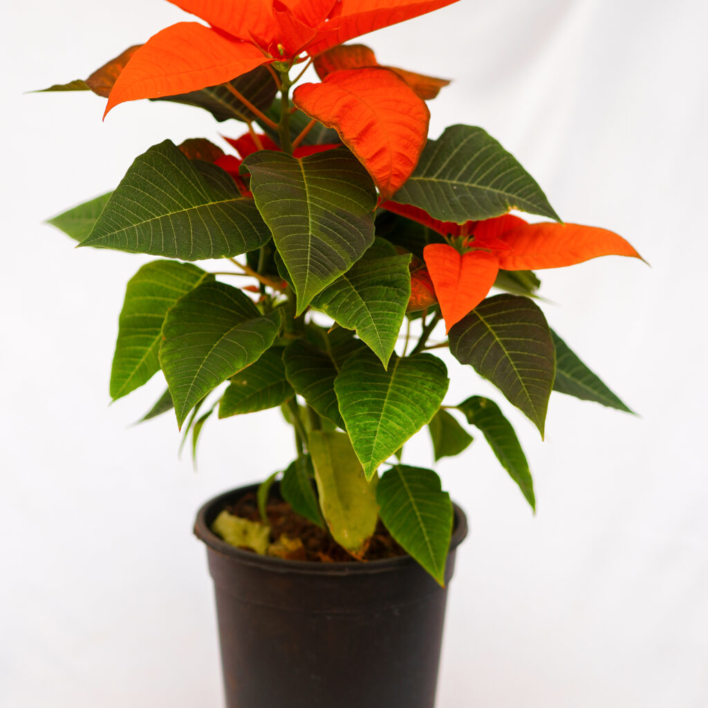Poinsettia