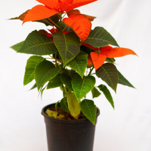 Poinsettia