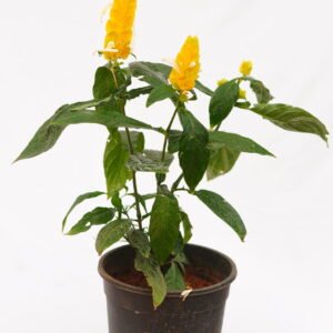Lollipop Plant
