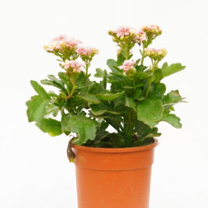 Kalanchoe
