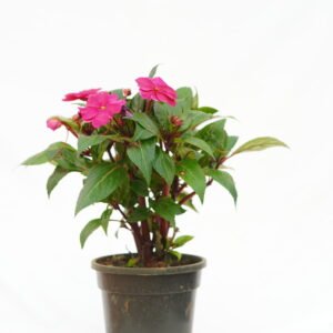 Impatiens