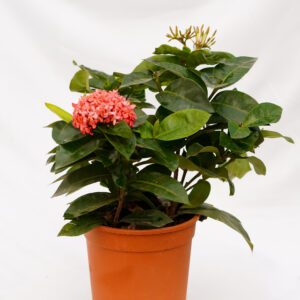 Exora (Ixora)