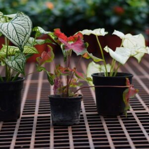 Caladium