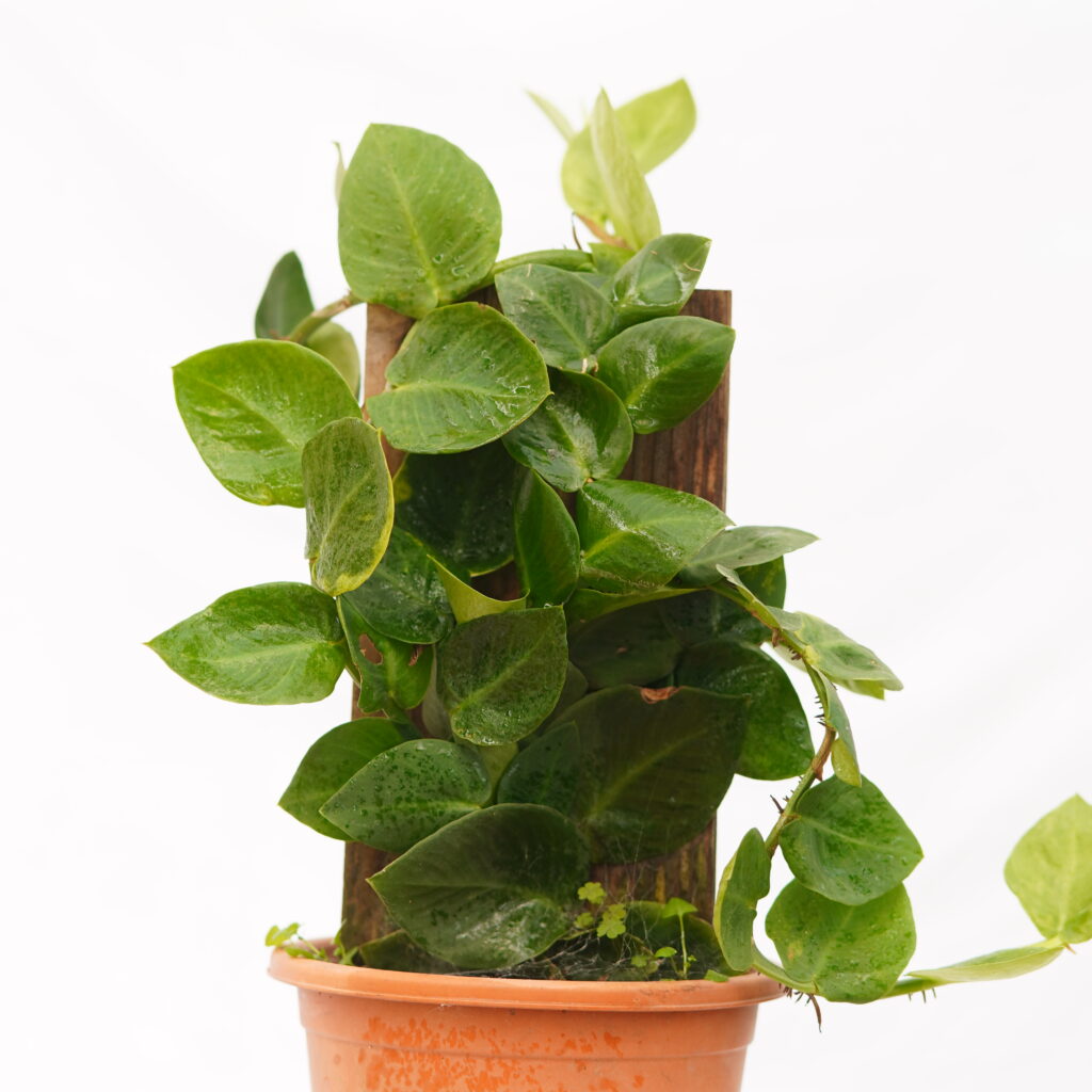 Money Plant (Pothos)