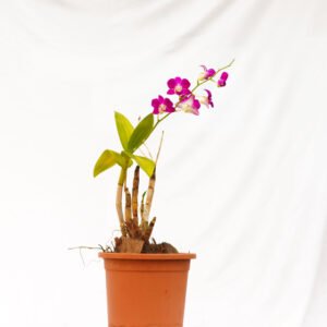 Orchid