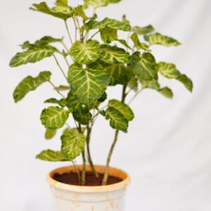 Syngonium