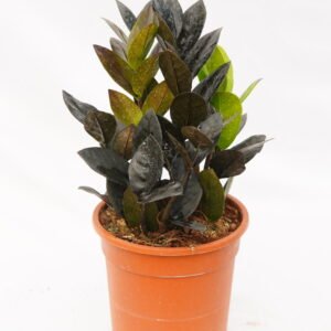ZZ Plant