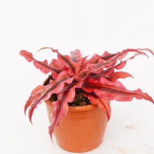 Cryptanthus Neon (Earthstar Neon)