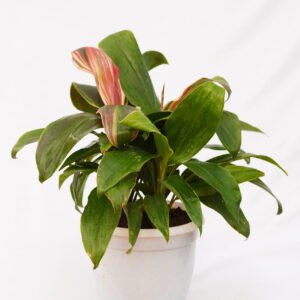 Dracaena