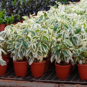 Ficus Safari