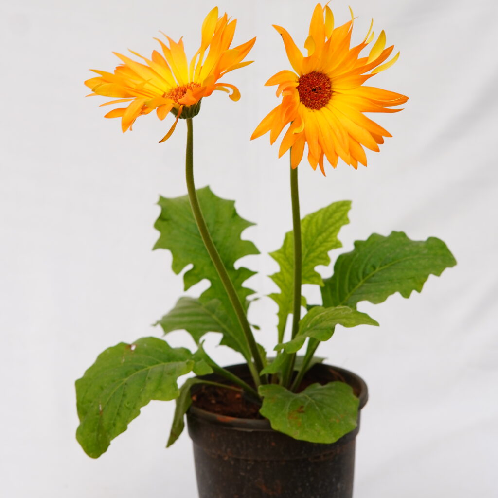 Gerbera