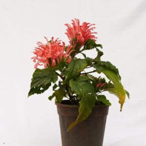 Justicia Carnea (Brazilian Plume Flower)