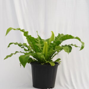 Bird Nest Fern