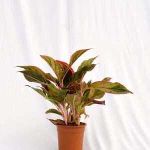 Lipstick Plant