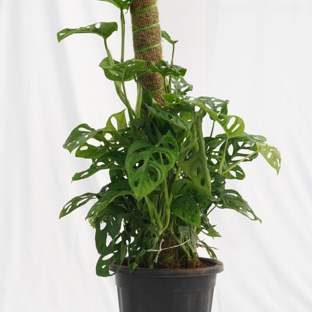 Broken Heart (Monstera Adansonii)