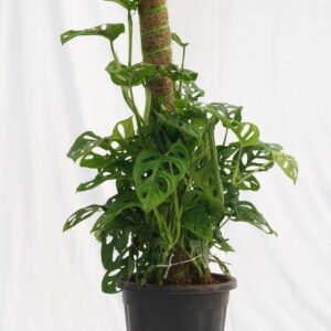 Broken Heart (Monstera Adansonii)