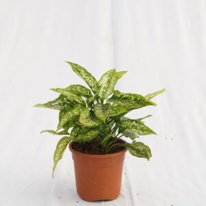 Aglaonema