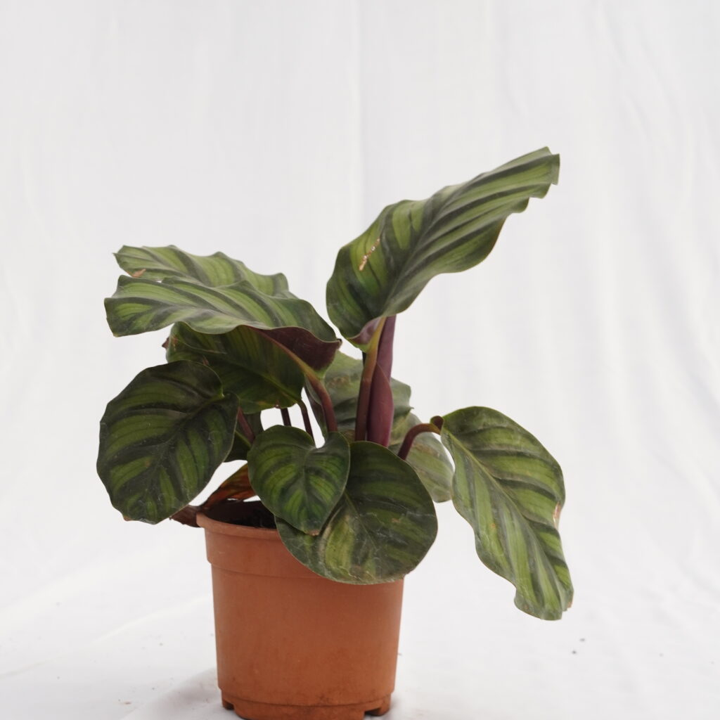 Calathea
