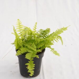 Ferns