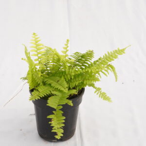 Fern