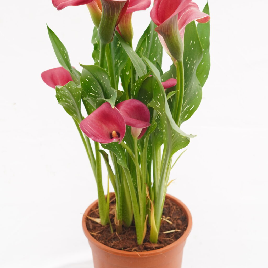 Calla Lily (Zantedeschia)
