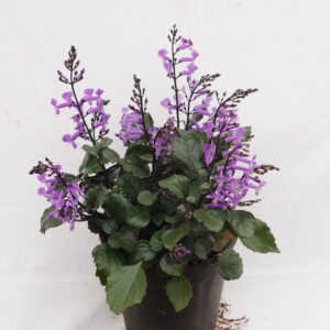 Lavender (Indoor variety)