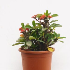 Euphorbia