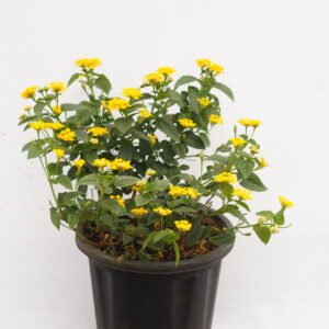 Lantana