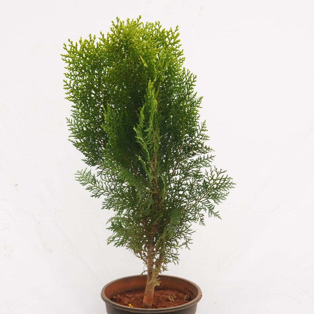 Morpankhi (Thuja / Cypress)