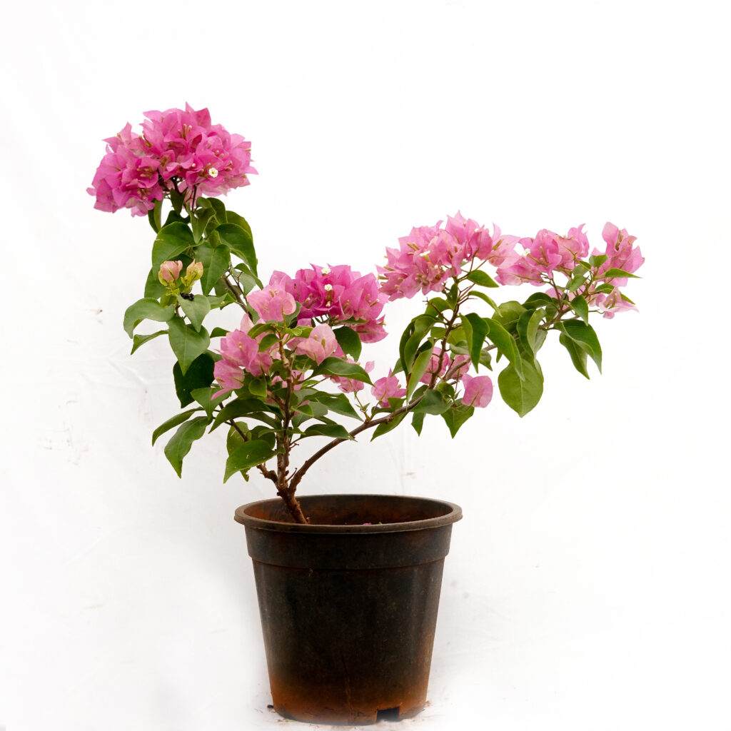 Bougainvillea