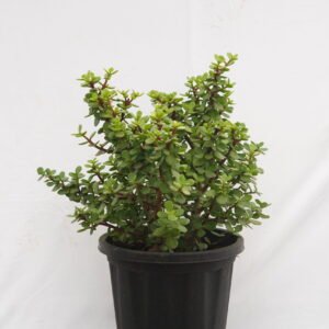 Jade Plant